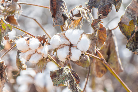 Organic Cotton plant growing at the field. Cotton flower on a field in sunny weatherの写真素材