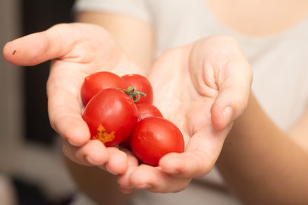 Fresh Cherry Tomatoes in Female Hands. Hands gently holding a selection of ripe cherry tomatoesの写真素材
