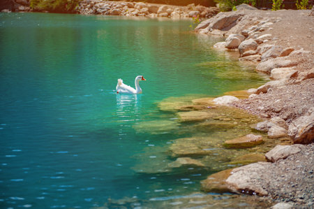 White Duck Swimming in Turquoise Lake. White duck swimming in a clear turquoise lake with other ducks in the backgroundの写真素材