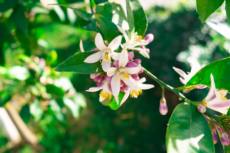 Blooming Citrus Flowers on Tree. Close-up of blooming citrus flowers with green leaves on a tree branchの写真素材
