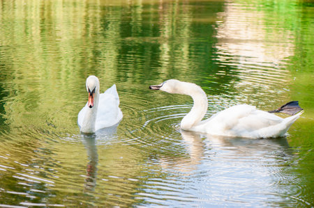 Two elegant white swans gracefully swimming on a serene lake, surrounded by green reflections from natureの写真素材