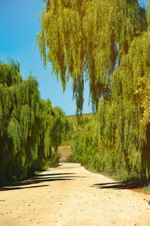 A peaceful dirt road lined with tall, lush green trees on a sunny day, creating a shaded pathway through nature.の写真素材