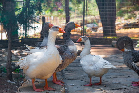 A group of geese standing together in an outdoor enclosure, with a natural, forested backgroundの写真素材