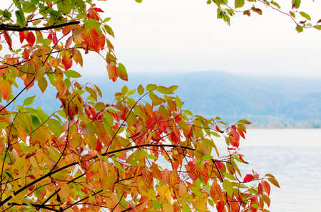 Backlit branch of autumn tree.Branch of fall tree with orange and yellow leaves with a lake on a...