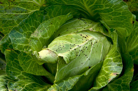 White savoy cabbage Brassica oleracea in a field. Close up image.の写真素材