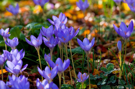 Crocus flowers. Spring crocus flowers in a field longiflorus violet during autumn.の写真素材