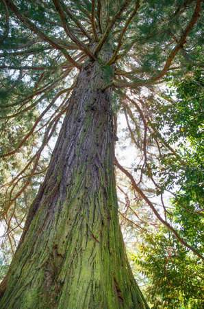Redwood giant tree. A giant sequoia tree in the park of Mainau island, Constance, Germanyの写真素材