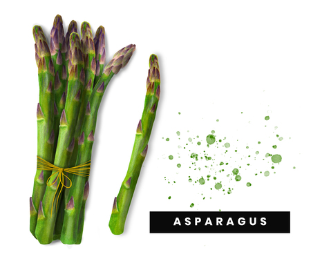 Watercolor Isolated art of asparagusの写真素材