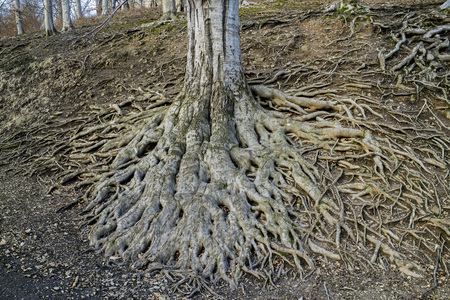 Very large roots of old treeの写真素材