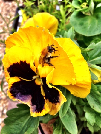 a bee looking for nectar in a close up photo. 