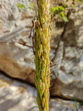 a long weird green plantの写真素材