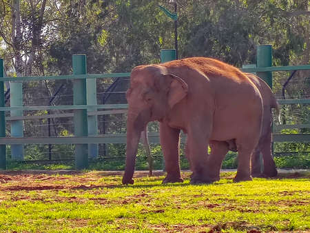 a cute elephan standing in the zooの写真素材