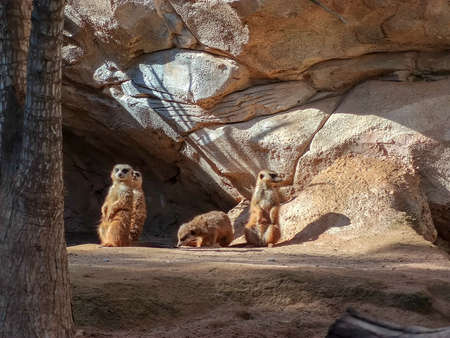 a group of lemurs in their homeの写真素材
