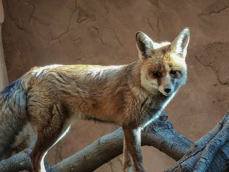 a fox looks very sadの写真素材
