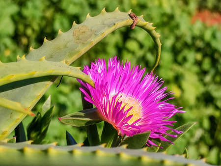 A beautiful purple flower next to green plantsの写真素材