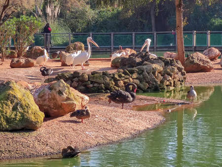 a group of storks near the riverの写真素材