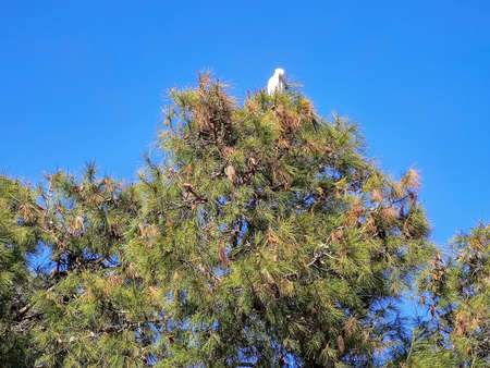 a bird sitting in the top of treeの写真素材