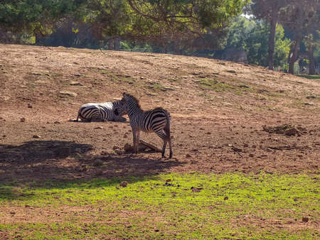 Two zebras sitting and standingの写真素材