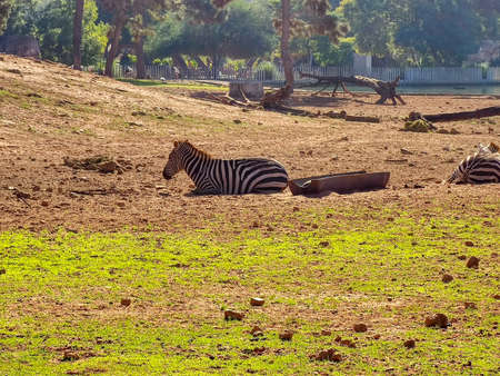 Two zebras leying downの写真素材