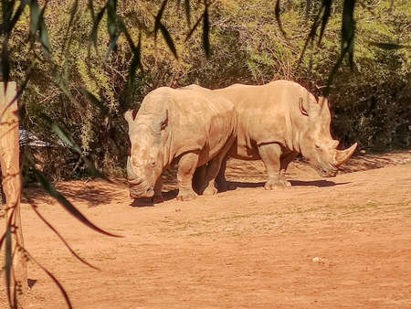 Two rhinos standing in two directionの写真素材
