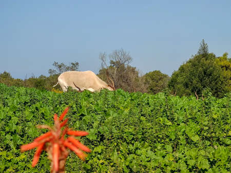 Orange plant behind an indian cowの写真素材