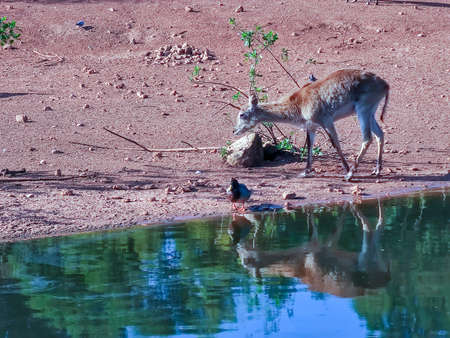 a beautiful deer drinking waterの写真素材
