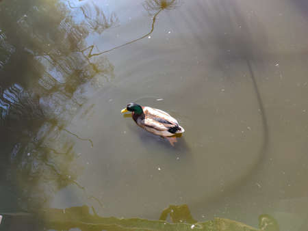a cute duck swimming in the pondの写真素材