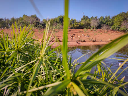 Green plants beside the riverの写真素材
