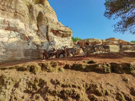 a beautiful group of goatsの写真素材