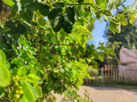 Green plants facing the sunの写真素材