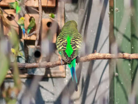wonderful bird sitting in a cageの写真素材