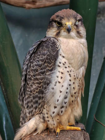 a beautiful bird sitting aloneの写真素材