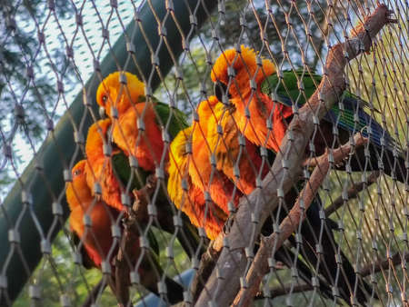 a group of wonderful birds sitting in a cageの写真素材
