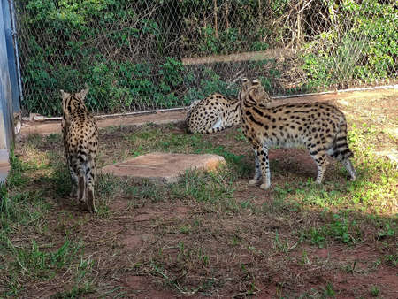 two tigers are looking for somethingの写真素材