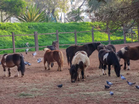 a group of small horses in the stableの写真素材