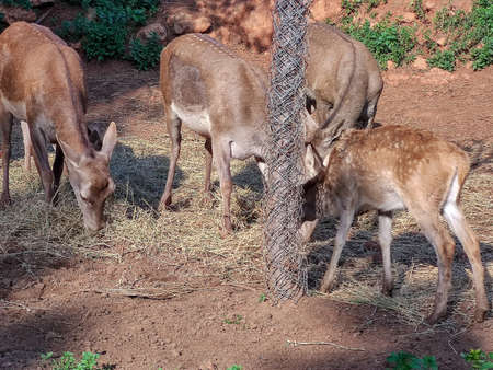 A group of beautiful deers standing togetherの写真素材