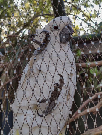 wonderful bird sitting in a cageの写真素材
