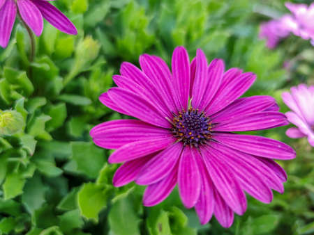 A beautiful purple flower next to green plants