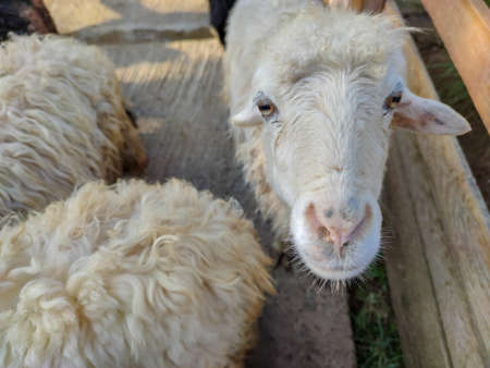 white sheep in the foldの写真素材