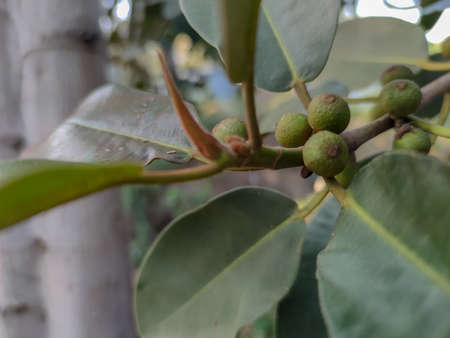 a strange green plants in the forestの写真素材