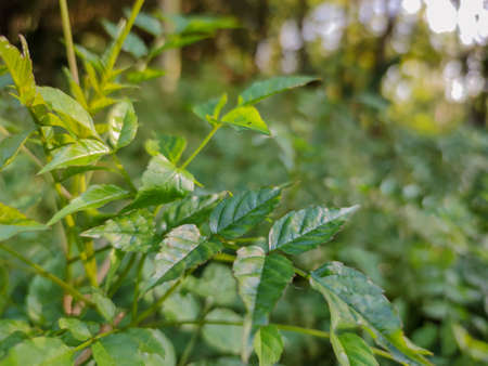 Green plants facing the sunの写真素材