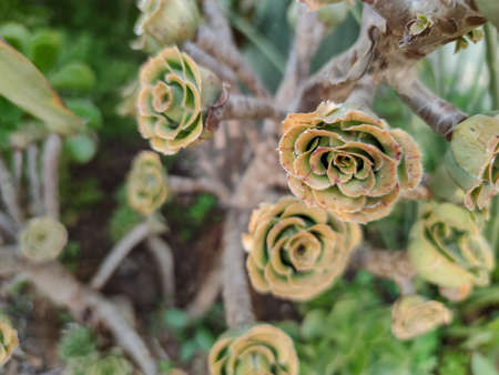 a strangr green plants in the forestの写真素材