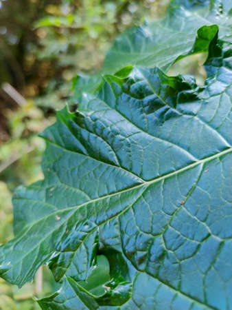 a green plant that look beautifulの写真素材