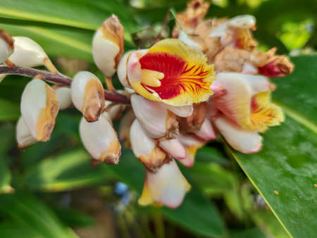 beautiful orange plants in the forestの写真素材