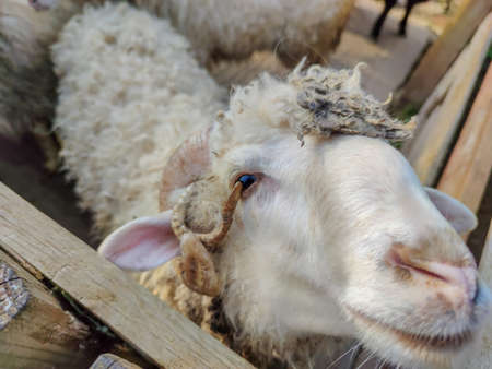 white sheep with two horns in the foldの写真素材