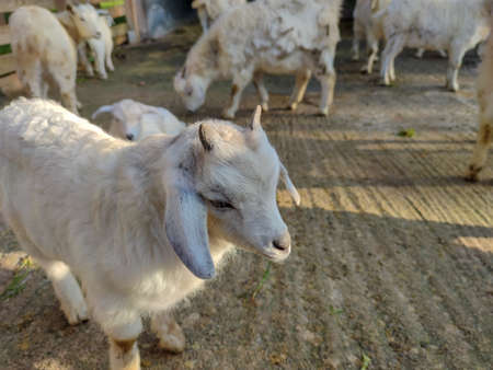 a small white goat with two horns in the foldの写真素材