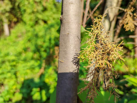 Green plants facing the sunの写真素材
