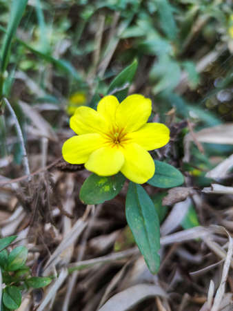 a yellow flower so beautiful in the forestの写真素材