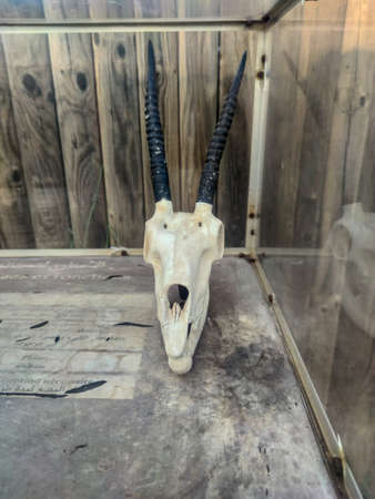 a skull of tiger in a glassの写真素材