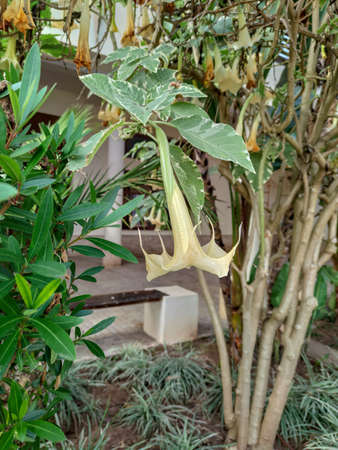 a beautiful green plants in the forestの写真素材